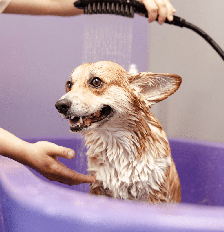 A frequência dos banhos deve acompanhar as necessidades de cada cachorro Foto: AYO Production | Shutterstock / Portal EdiCase