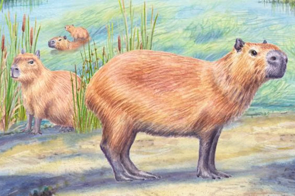 Fóssil de capivara desafia ideia de que Atacama sempre foi um deserto seco
