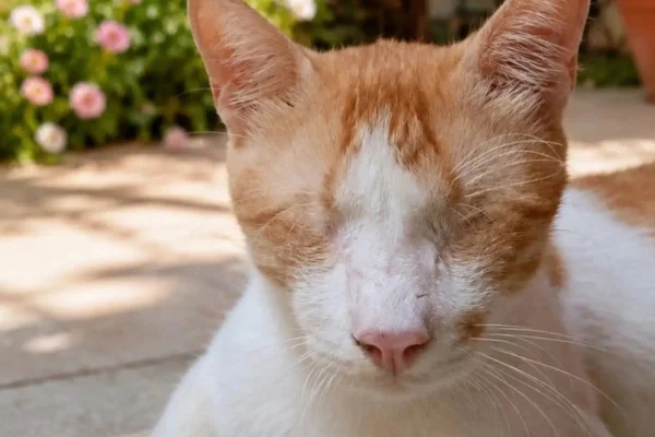 Conheça Simba, gato sem olhos rejeitado por ser considerado "feio demais"
