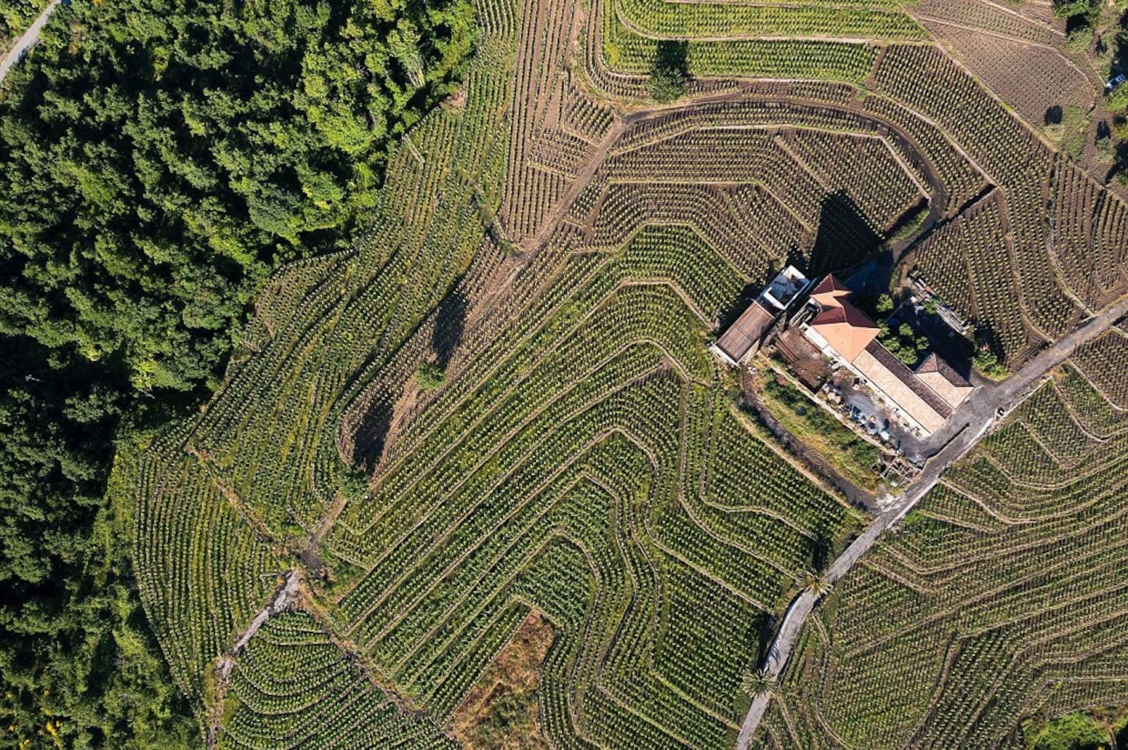 Vinhedo Milo, vinicola Maugeri. Alfio Garozzo