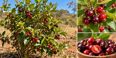 Pequena e parecida com uma cereja tradicional, a cereja-do-cerrado tem caracter&iacute;sticas pr&oacute;prias. Veja como &eacute; a fruta, qual seu sabor e onde ocorre. Foto: Imagem gerada por intelig&ecirc;ncia artificial / Catraca Livre