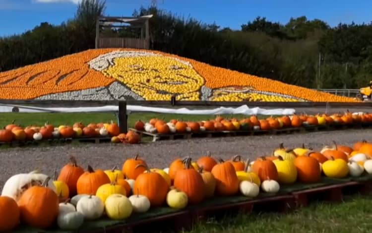 A British farm has unveiled a giant pumpkin mosaic of Sir David Attenborough to celebrate the naturalist's 100th birthday.