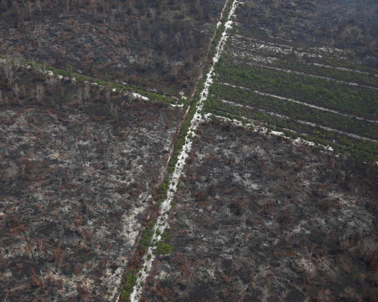 Incêndios florestais na Indonésia ameaçam o principal local de pesquisa de orangotãs no Bornéu