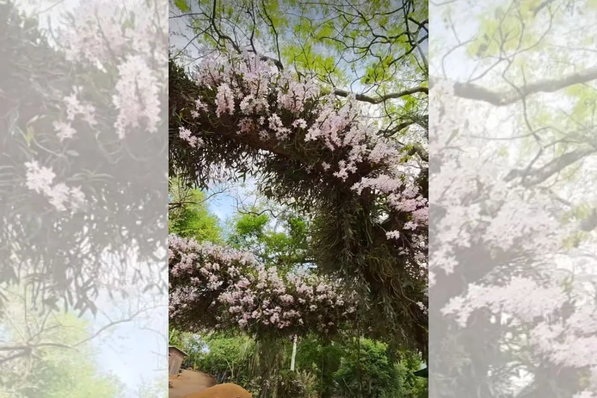 Homem que planta orquídeas