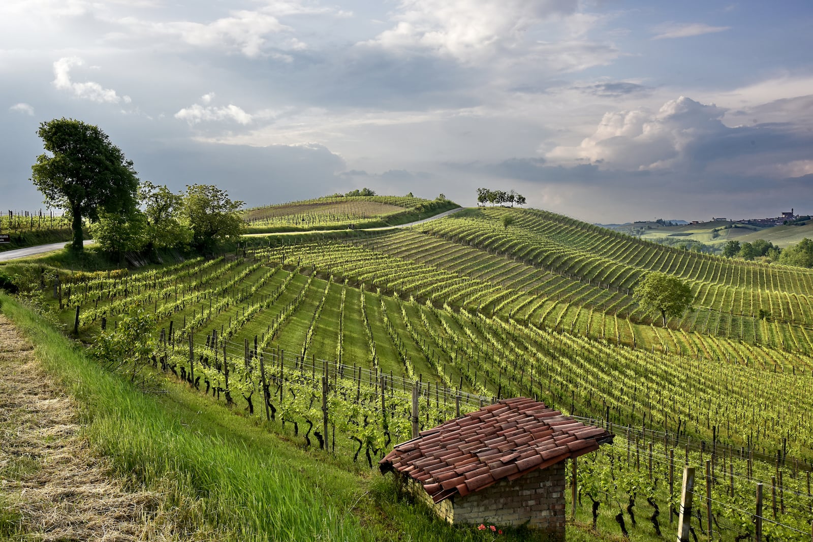 Território Monferrato, Piemonte, Itália Cedida pelo Consorzio Barbera D'Asti
