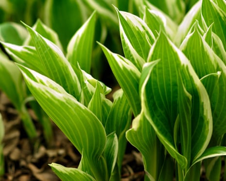 Closeup of pointed hosta leaves with white variegated edges sprouting in spring