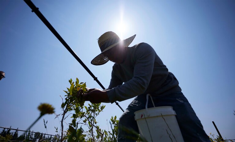 As sanções atingiram apenas 27,5% das infrações por agrotóxicos detectadas na Califórnia