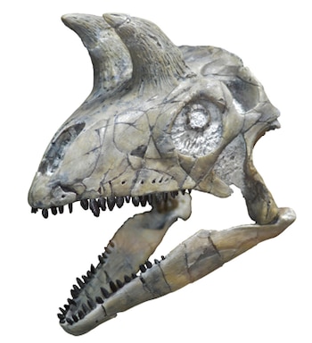 Cráneo fosilizado de dinosaurio visto de perfil, con dos cuernos en la parte superior y mandíbulas abiertas con dientes afilados