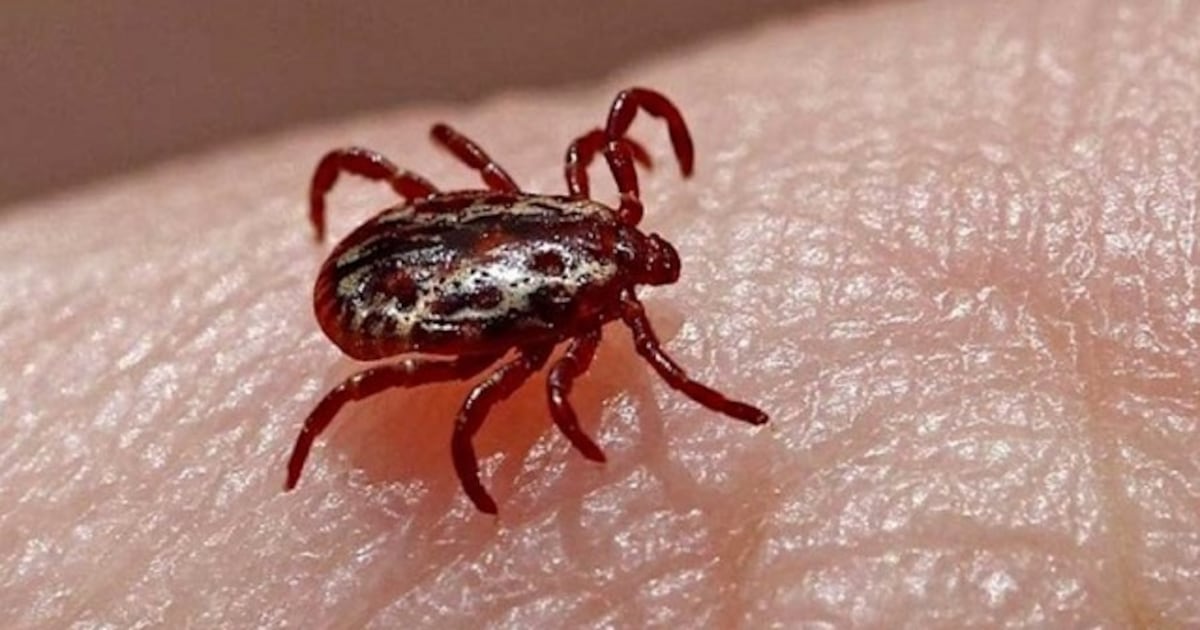 Febre maculosa já matou 14 pessoas em MG em 2026; três mortes foram registradas em Jeceaba