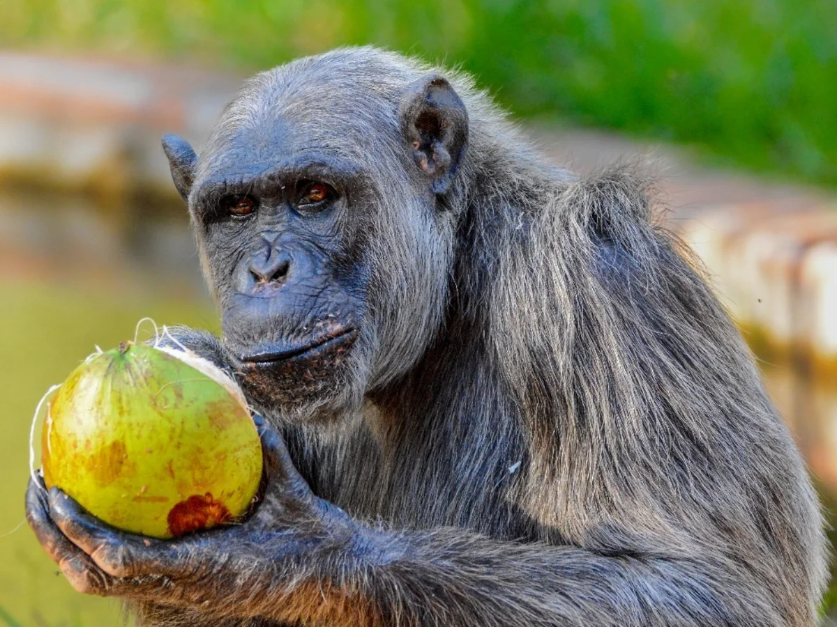 Diabético e com dores, chimpanzé Serafim é submetido a eutanásia em BH
