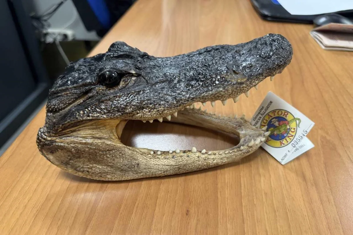 Imagem colorida de cabeça de crocodilo - Metrópoles