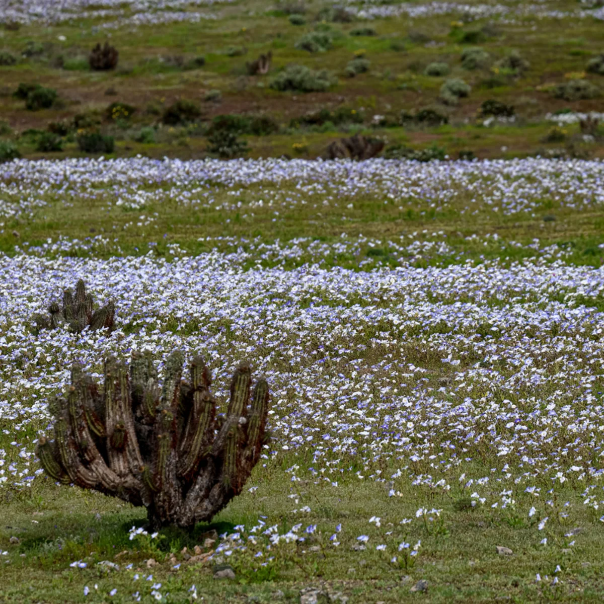 Deserto ganha "tapete de flores" após chuvas intensas causadas pelo El Niño