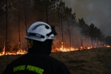 A firefighter looks at a row of burning trees.