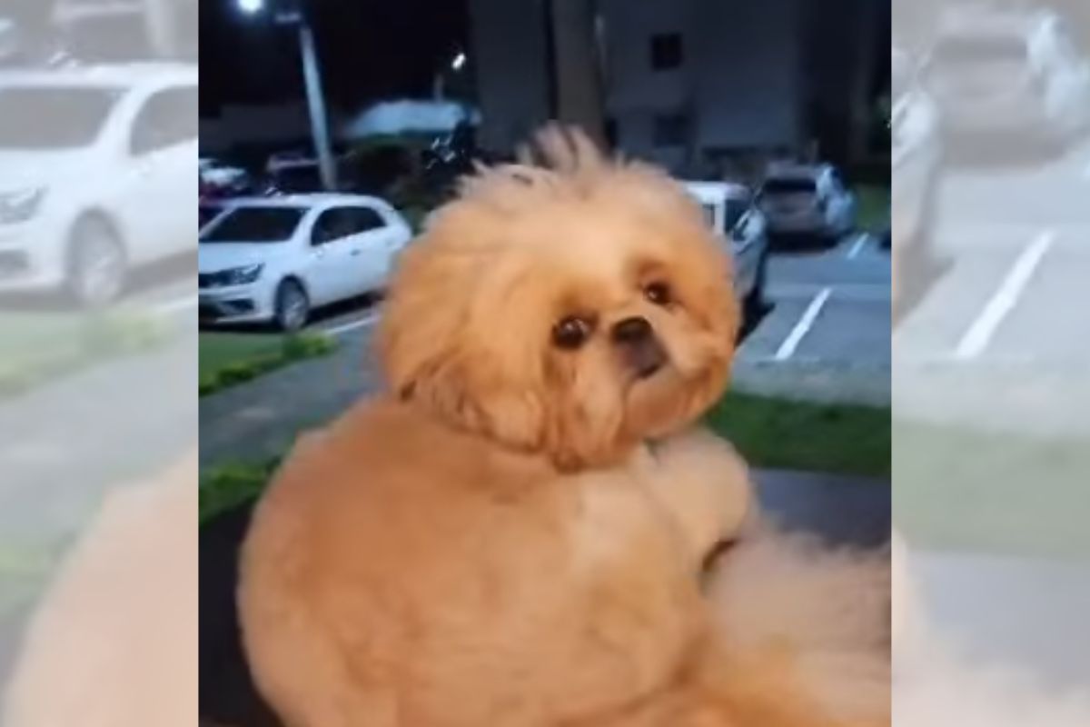 Debutante escolhe cachorro como príncipe de sua festa de 15 anos