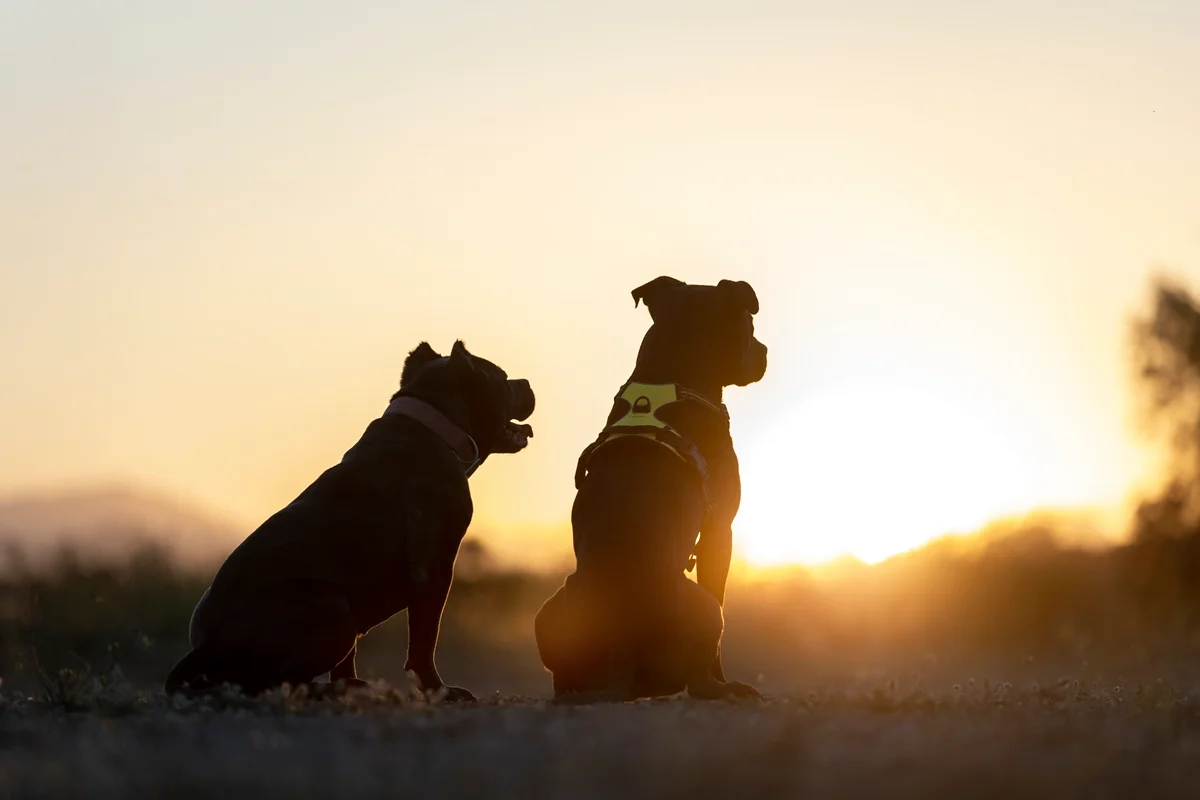 Imagem colorida de cães no sol - Metrópoles